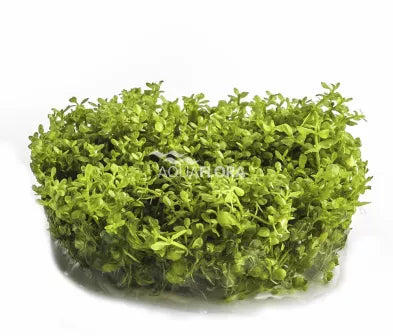Ecoscape Hemianthus Callitrichoides - In Vitro Aquariumplanten - Aquascape