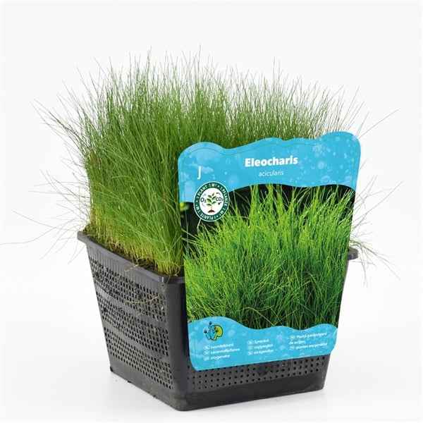 Eleocharis Acicularis 18x18