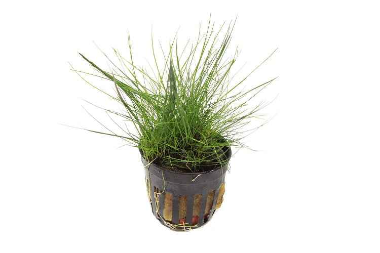Eleocharis Acicularis