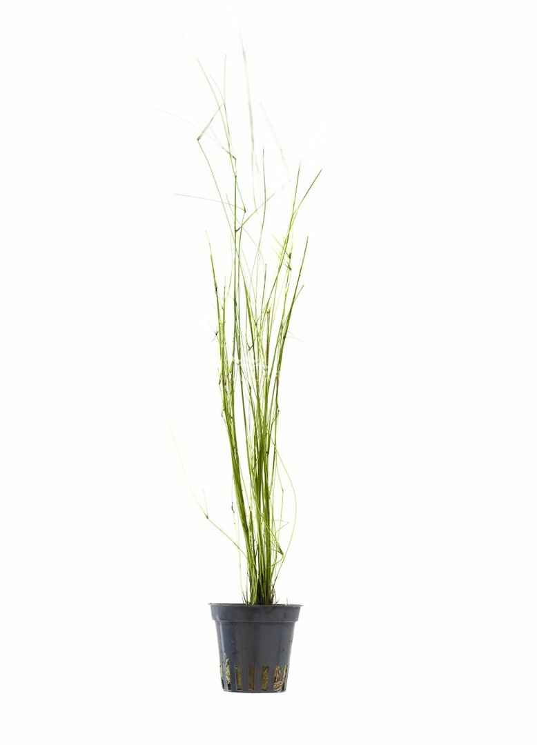 Eleocharis Montevidensis