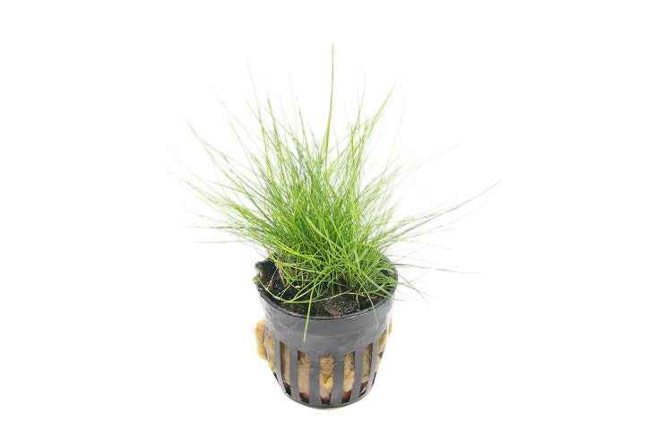 Eleocharis Parvula