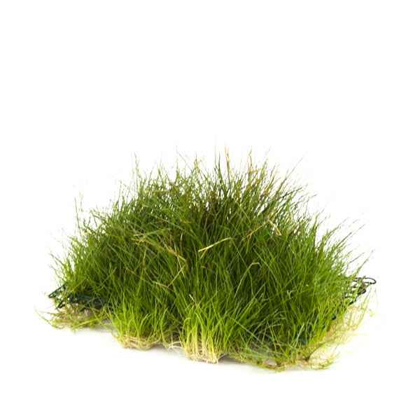 Eleocharis op mat 10x15 CM