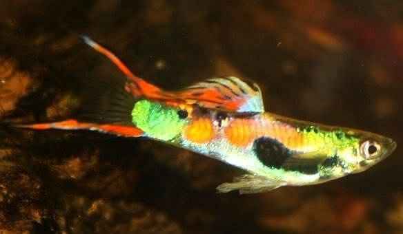Endler Mix
