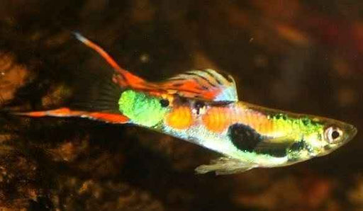 Endler Mix