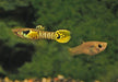Poecilia Wingei Yellow Tiger