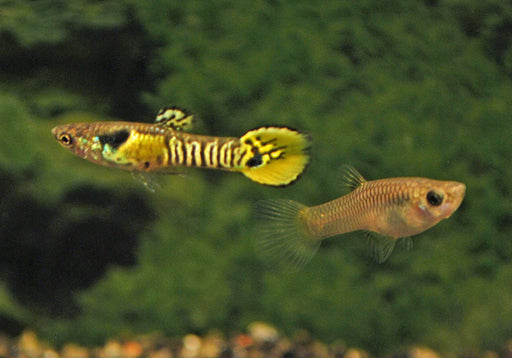 Poecilia Wingei Yellow Tiger