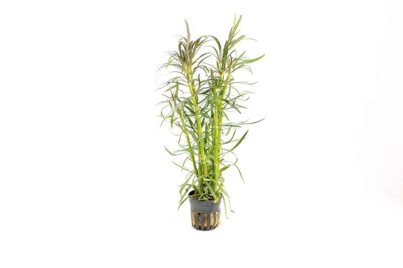 Eustralis Stellata Grof