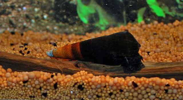 Faunus Bicolor