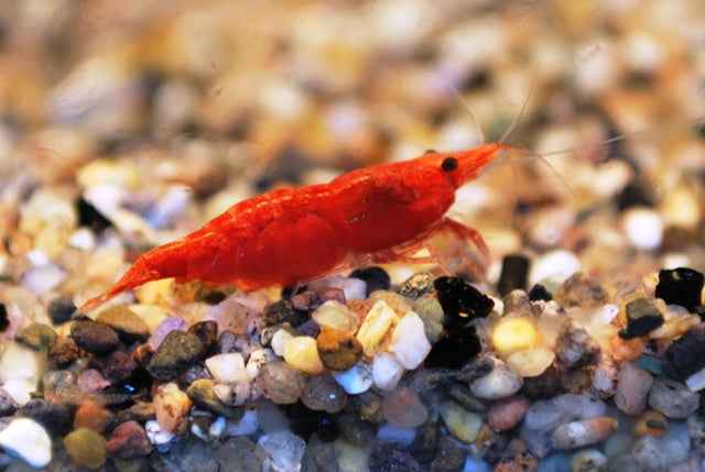 Fire Red Garnaal