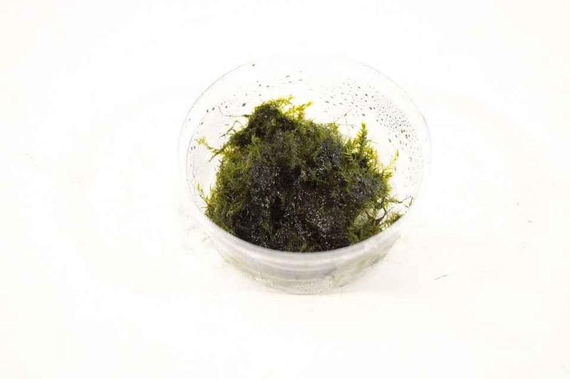 Fissidens Fontanus