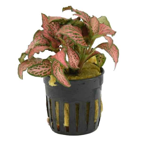 Fittonia Forrest Flame