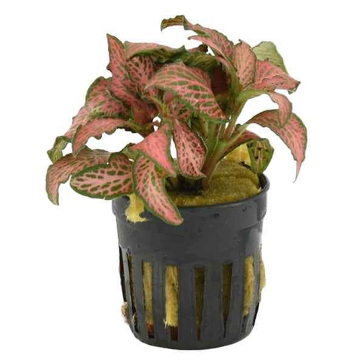 Fittonia Forrest Flame