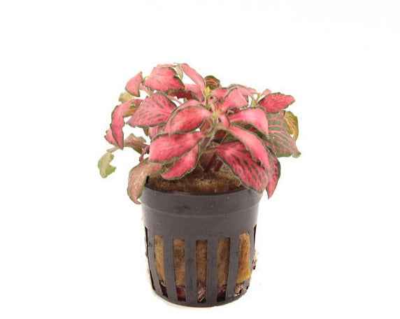 Fittonia Forrest Flame