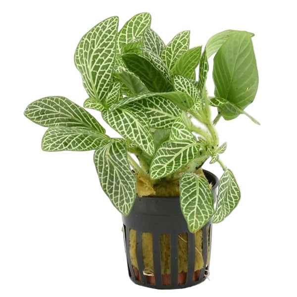 Fittonia White