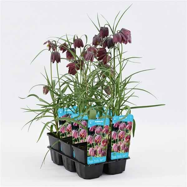 Fritillaria Meleagris