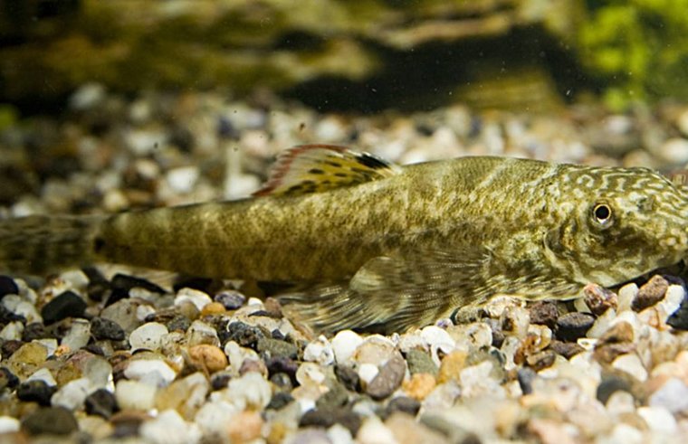 Gastromyzon Borneo - Pseudogastromyzon Myersi - Aquariumvissen