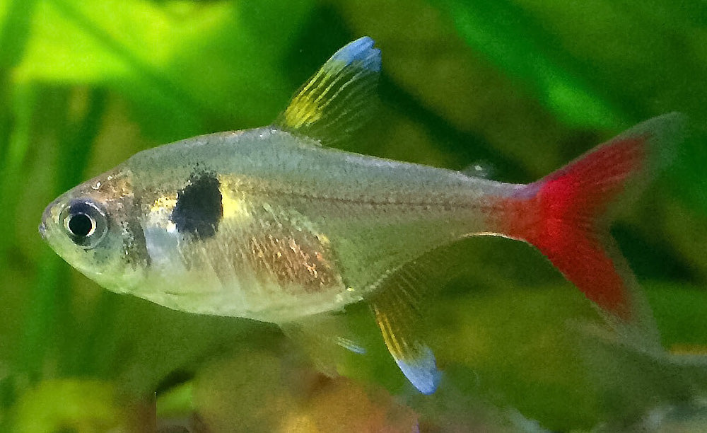 Gele Fantoomzalm - Hyphessobrycon Roseus