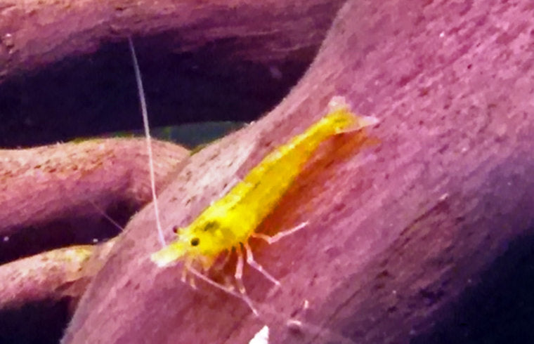 Gele Garnaal - Neocaridina sp. Yellow - Aquariumvissen