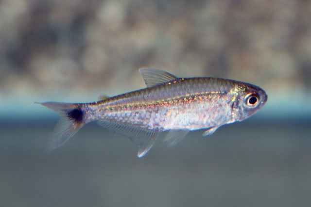 Goudtetra
