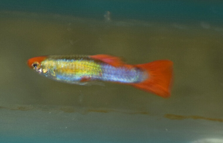 Guppy Koi - Poecilia Reticulata Koi - Aquariumvissen