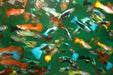 Poecilia Reticulata Mixed - Aquariumvissen