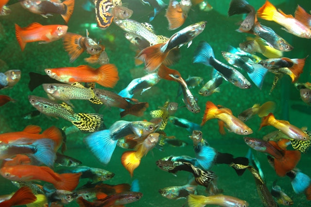 Poecilia Reticulata Mixed - Aquariumvissen