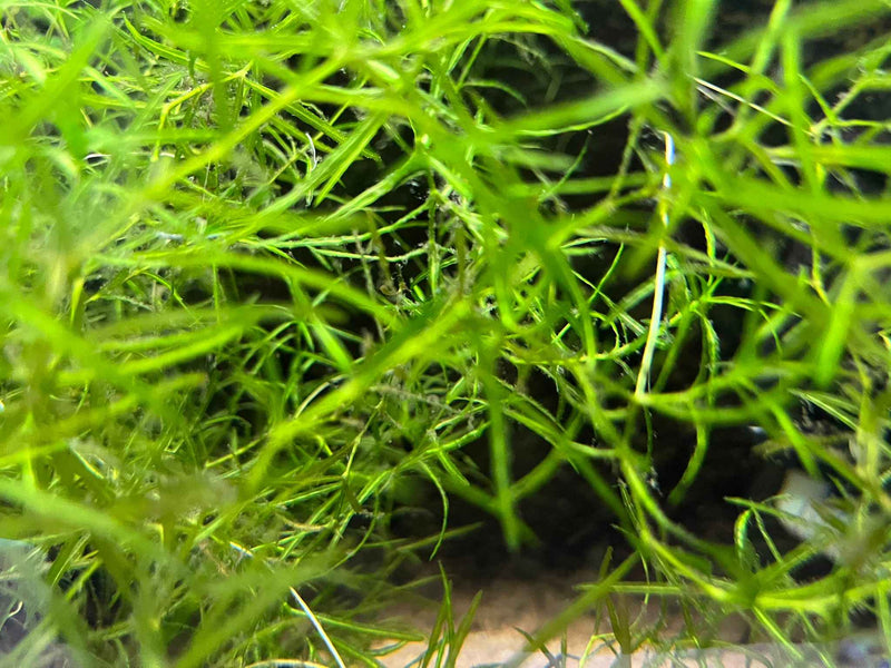 Najas Guadalupensis