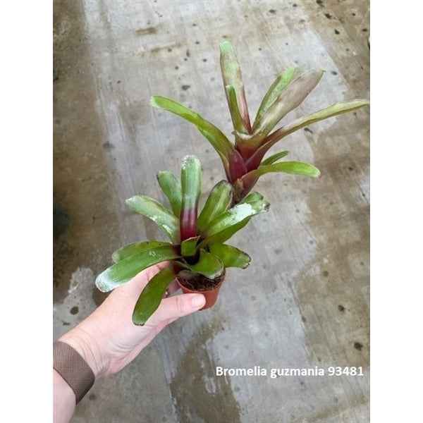 Guzmania Mix