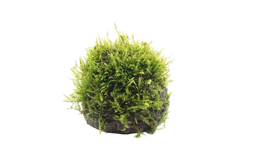 Halve cocosnoot met Javamos