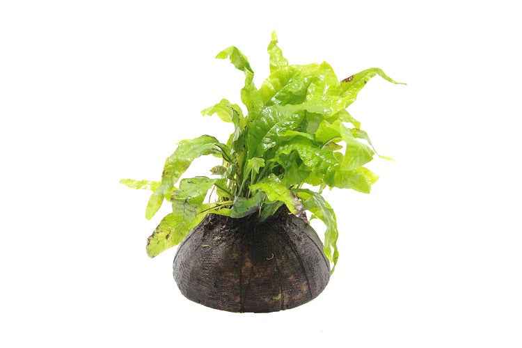 Halve Cocosnoot met Microsorum