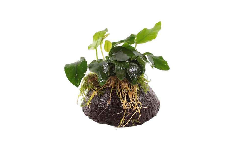 Halve cocosnoot met Anubias