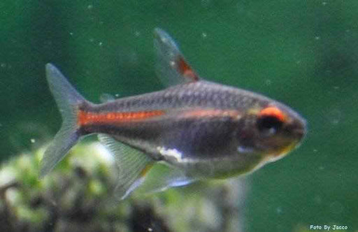 Vuurneon