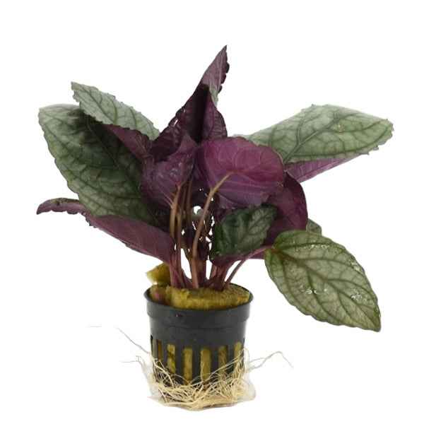 Hemigraphis Silverqueen