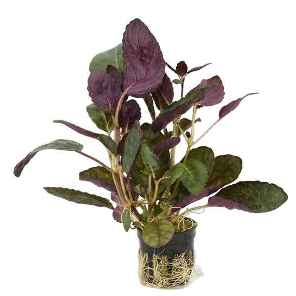 Hemigraphis Colorata