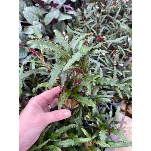 Hemigraphis Exotica