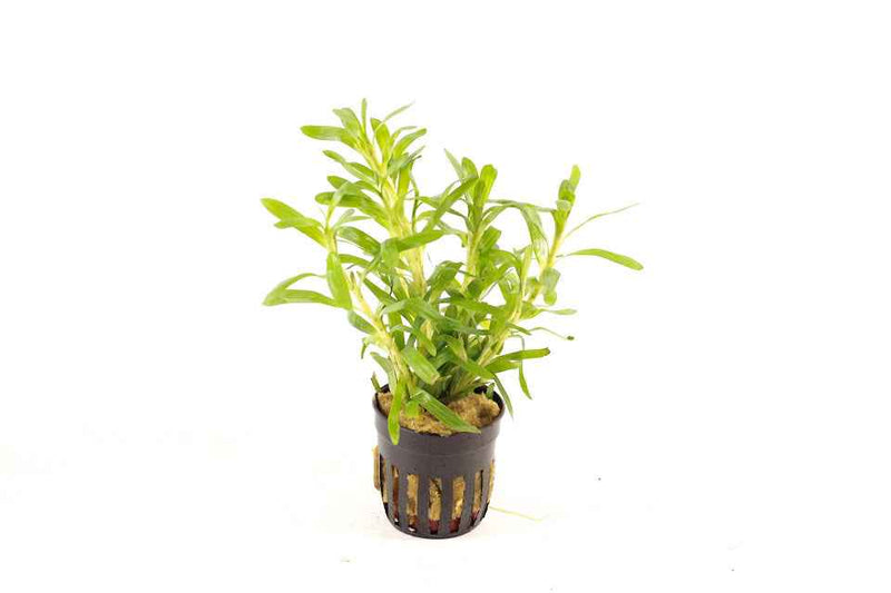 Heteranthera Zosterifolia