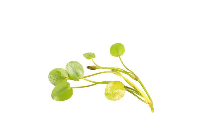 Hydrocleys Nymphoides