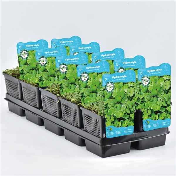 Hydrocotyle Novae-Zelandiae 11x11