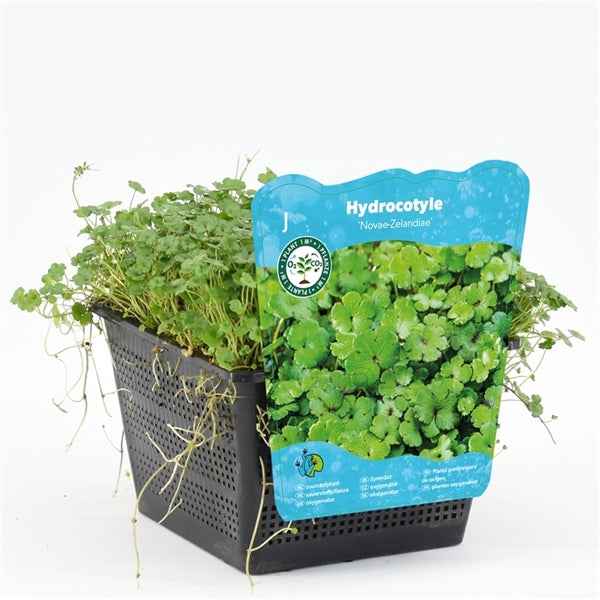 Hydrocotyle Novae-Zelandiae 18x18
