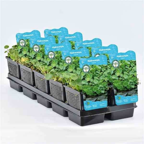 Hydrocotyle Vulgaris 11x11