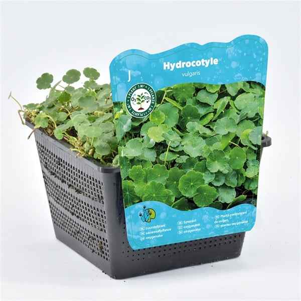 Hydrocotyle Vulgaris 18x18