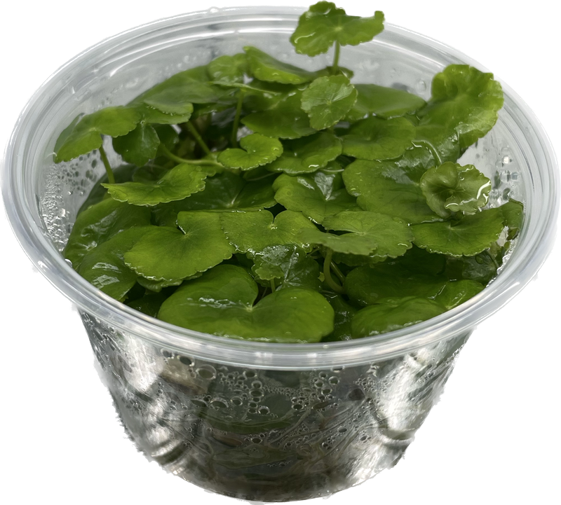 Hydrocotyle Leucocephala - In Vitro
