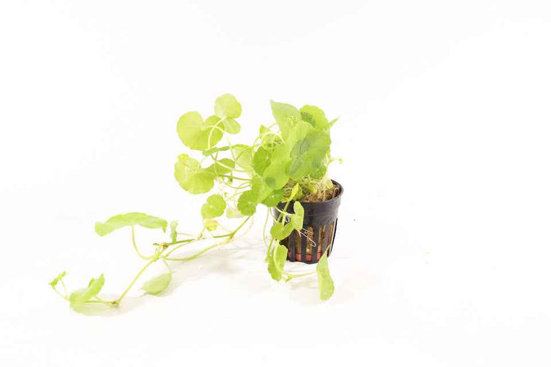 Hydrocotyle Leucocephala