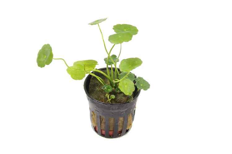 Hydrocotyle Verticillata