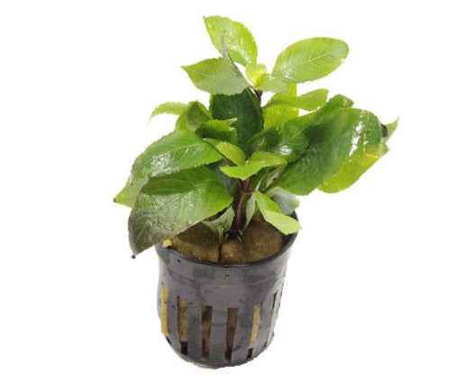 Hygrophila Compacta Mini