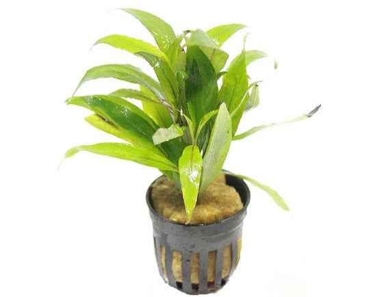 Hygrophila Angustifolia