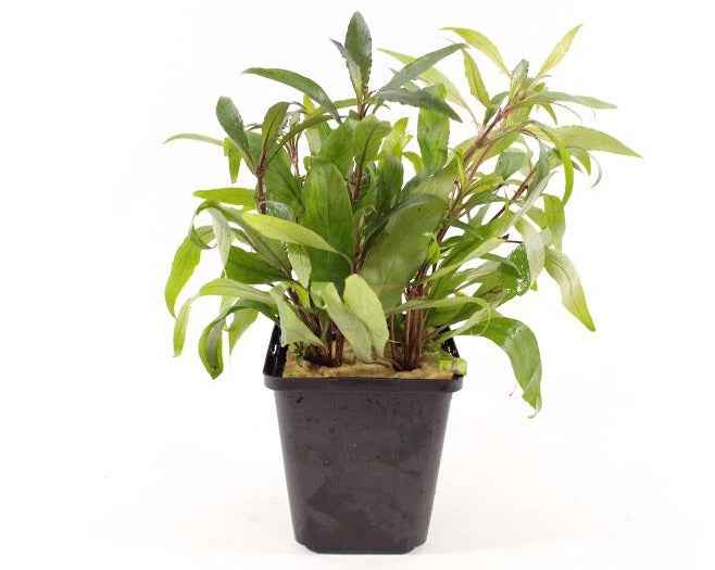 Hygrophila Angustifolia XL