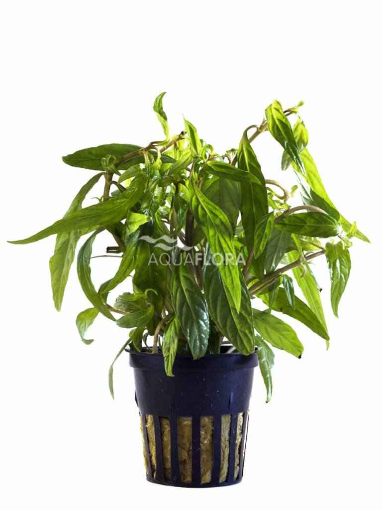 Hygrophila Pantanal Wavy