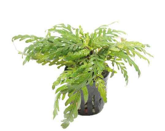 Hygrophila Pinnatifida