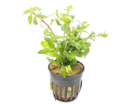 Hygrophila Polysperma